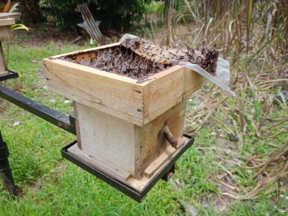 Bayu Kelulut Stingless Bee Honey 700g